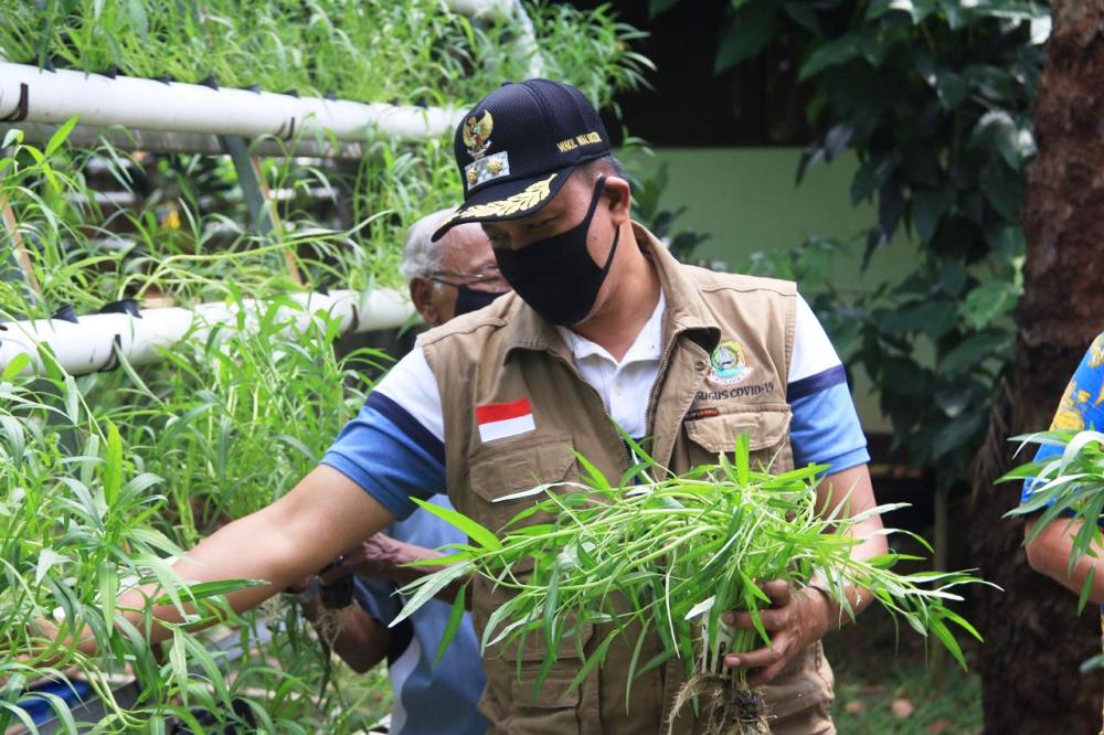 Sayuran Hydroponik Alternatif Persediaan Pangan Saat Ini