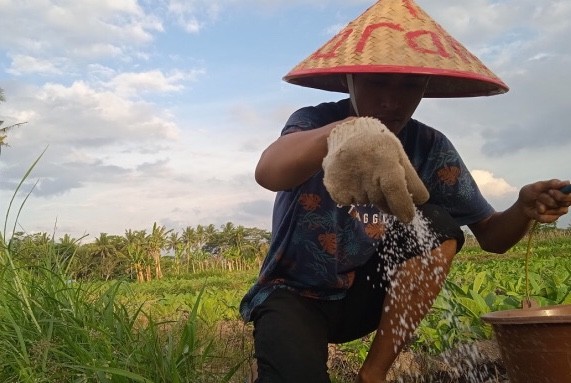 Ilustrasi perubahan kebijakan pupuk bersubsidi