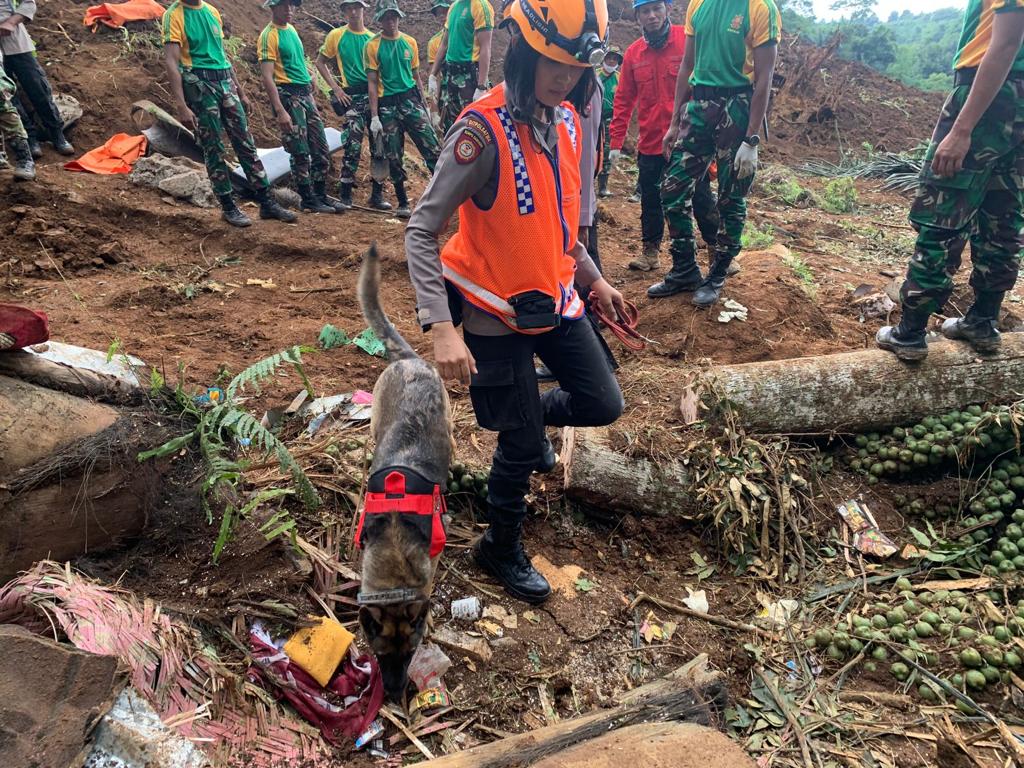 Potret anjing pelacak K9 Polri dengan pawang Bripda Debi yang berhasil menemukan titik lokasi korban longsor akibat gempa di Cianjur, Jawa Barat, Kamis (24/11/2022).