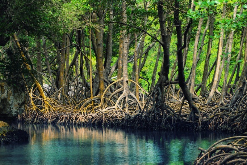 Hutan Mangrove/Foto: net