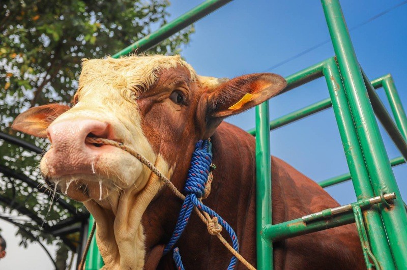 Markoci, Sapi Limousin Pesanan Jokowi