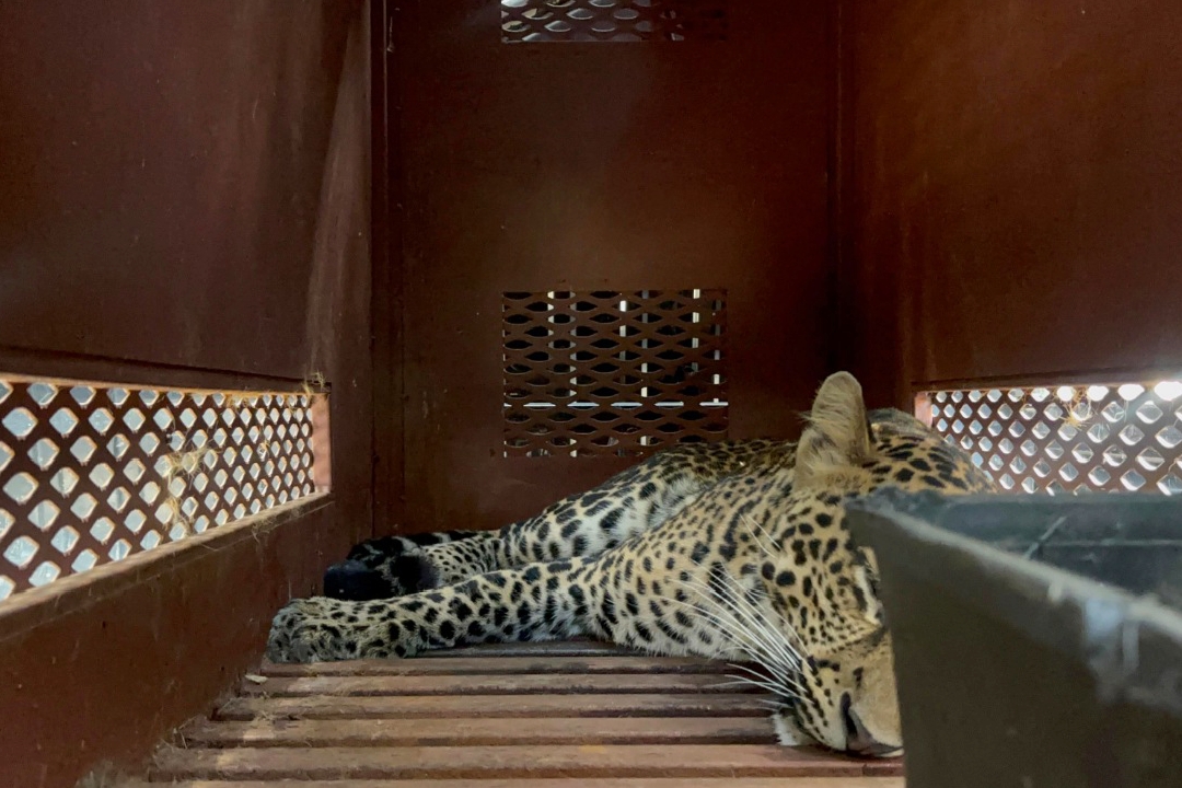 Macan tutul yang nyasal ke Hotel di Kota Bandung berhasil dievakuasi oleh tim gabungan pada Senin (6/10/2025).