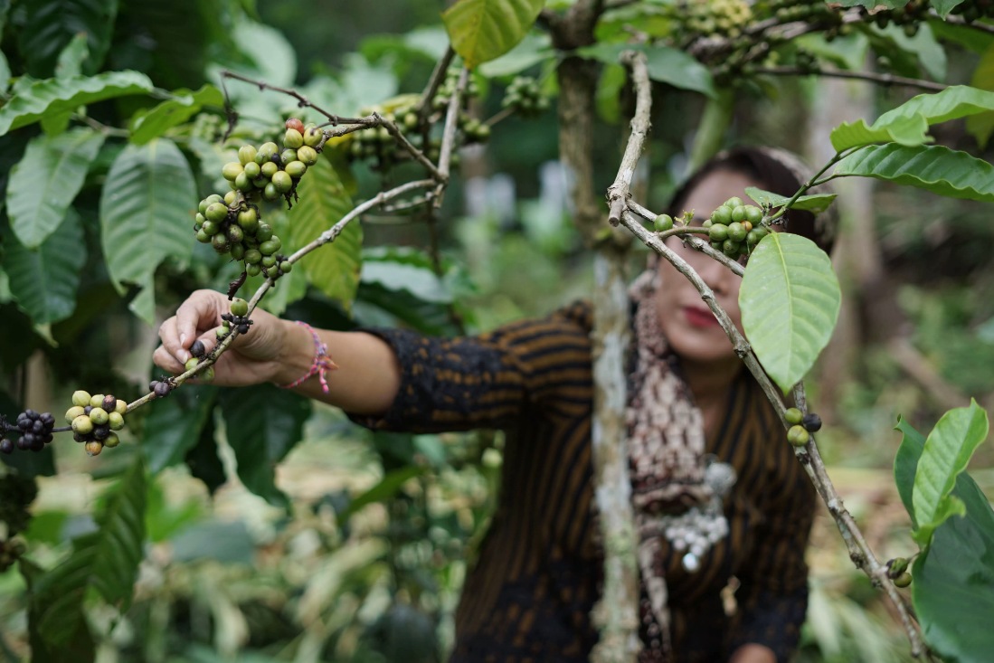 Dari batang kopi tua yang nyaris terlupakan, anak muda Pagerharjo menghidupkan kembali kopi rakyat warisan sejarah kolonial Belanda. Kini, secangkir kopi menjadi jalan memperkuat ekonomi lokal dan menumbuhkan gotong royong.