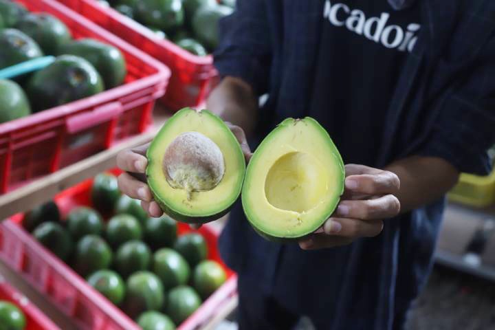 Avocado ID jamin kualitas Alpukat dengan kematangan konsisten.