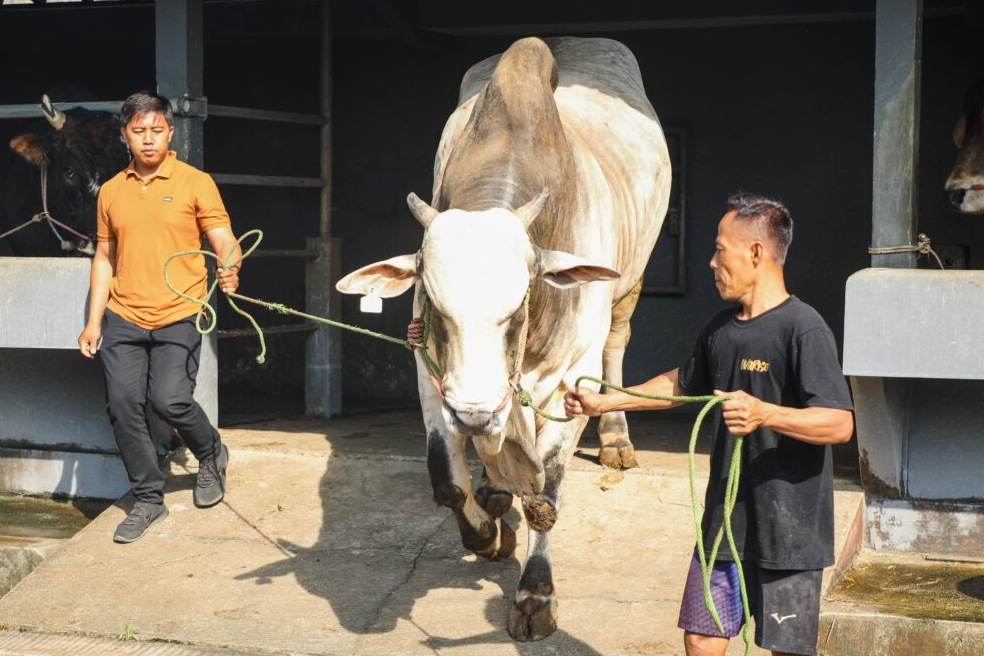 Peternakan modern di Purworejo, dari dua ekor Sapi yang kini jadi ratusan.