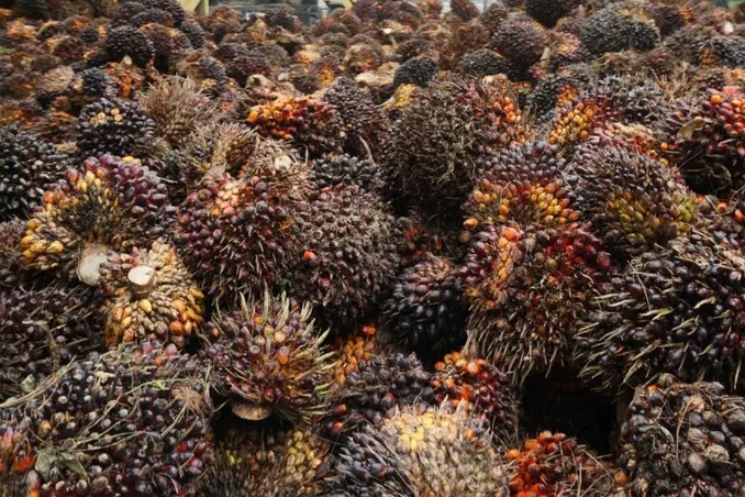 Harga TBS sawit turun ditengah kenaikan harga CPO, Satgas Pangan Polri mulai selidiki dugaan adanya kartel.