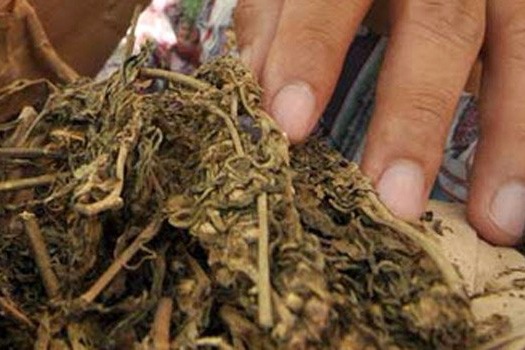 Bea Cukai dan Polresta Sorong gagalkan pengiriman ganja kering yang disembunyikan dalam pakaian.