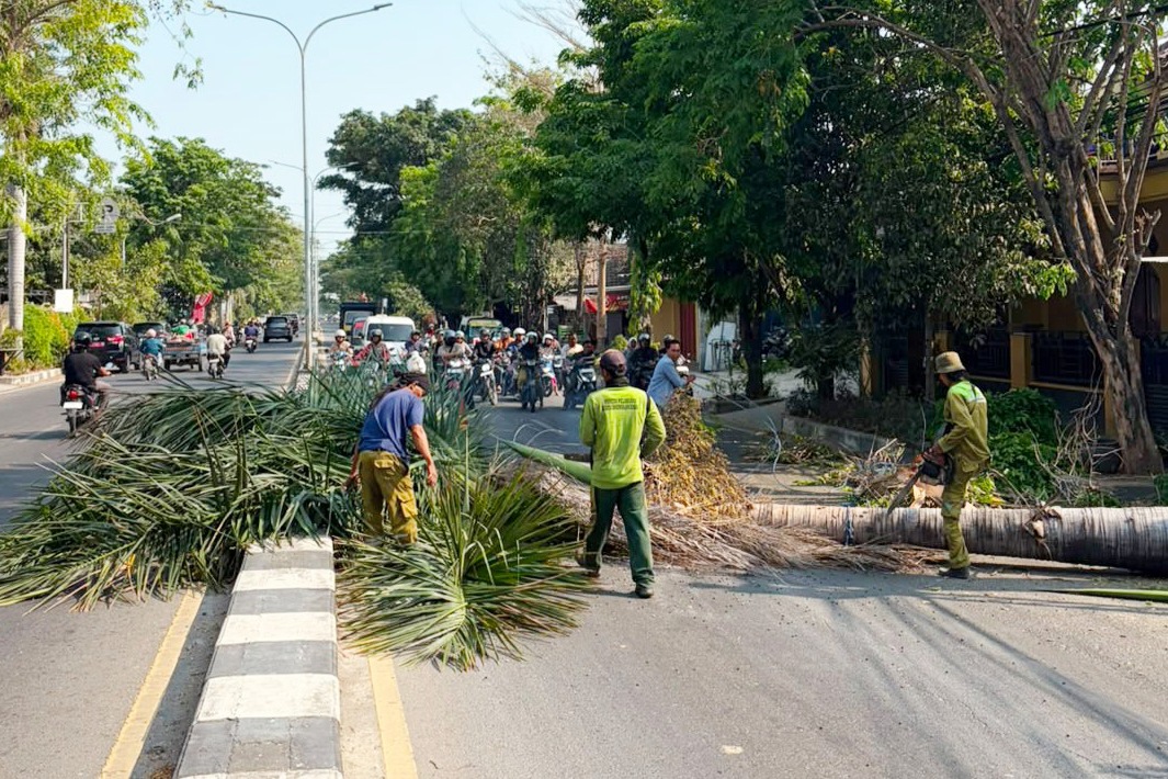Ada yang keropos dan pernah picu kecelakaan, pohon palem tua di jalan protokol Rembang ditebang.