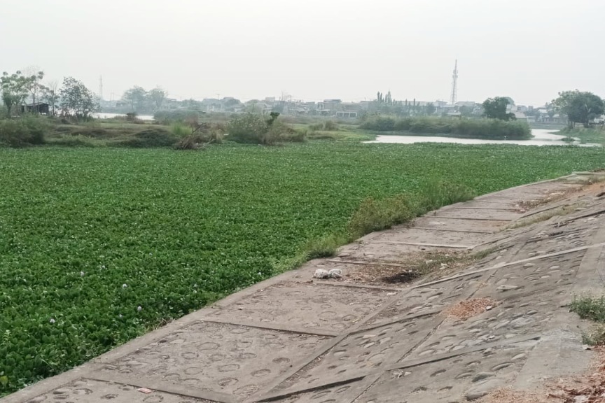 Potret Waduk Tunggu Pampang Makassar yang dipenuhi eceng gondok.