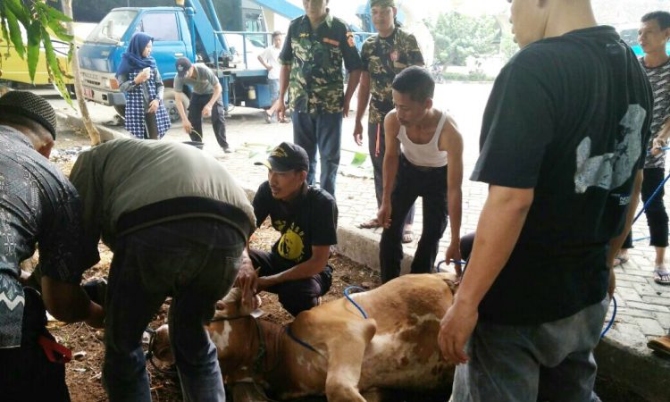 Proses penyembelihan hewan kurban oleh panitia Pemuda Panca Marga (PPM) Kabupaten Bekasi